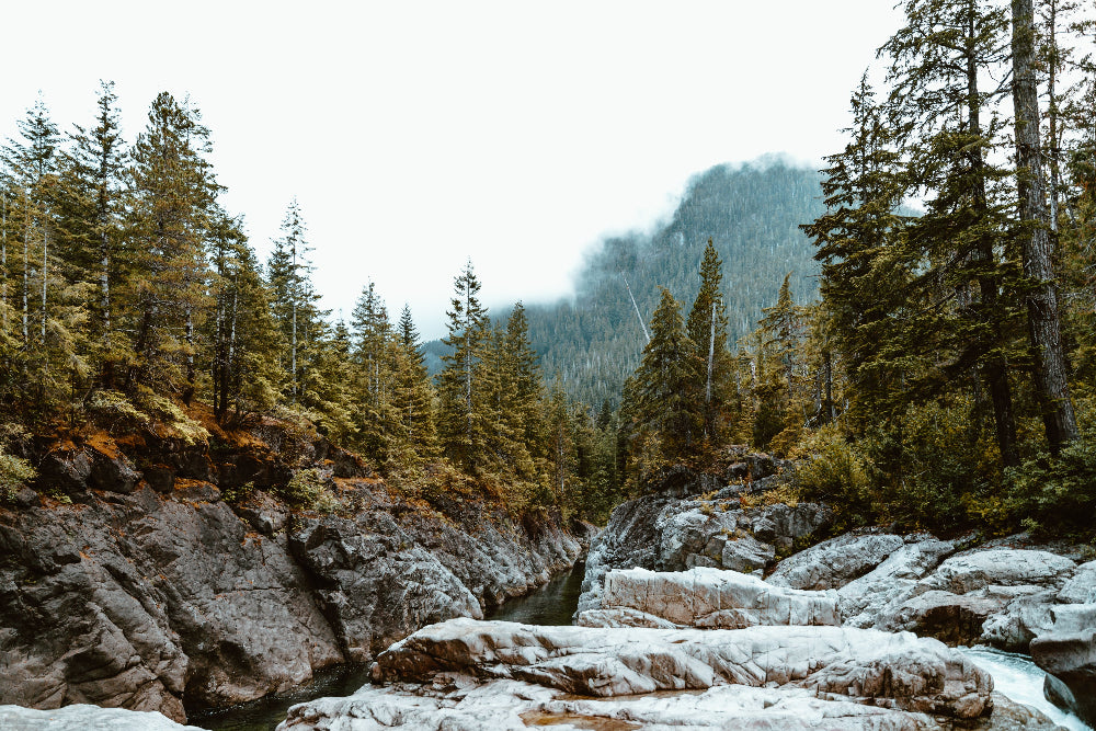 Spruce–fir forests and river